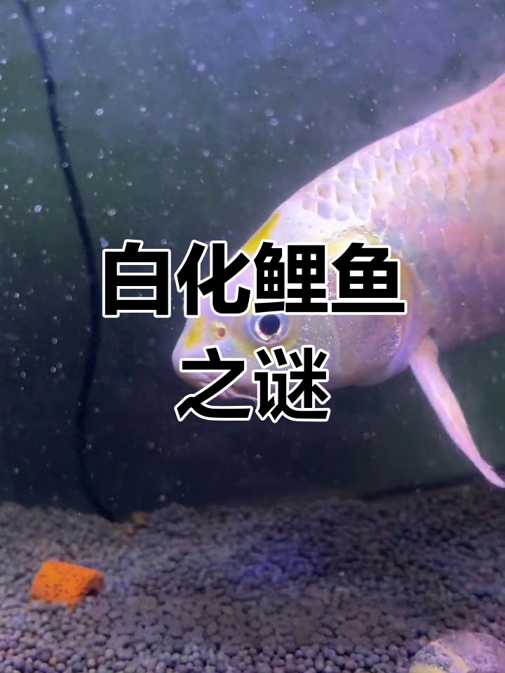 钓到纯白鲤鱼,原因待解