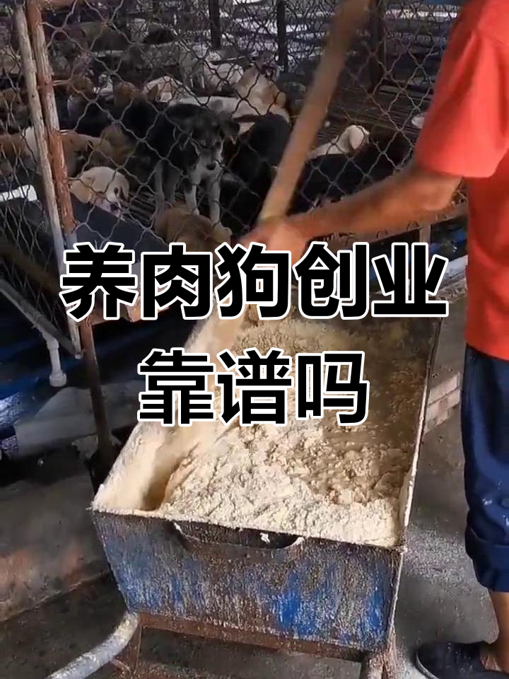 养殖肉狗前景如何?市场潜力巨大,家庭小规模饲养更赚钱