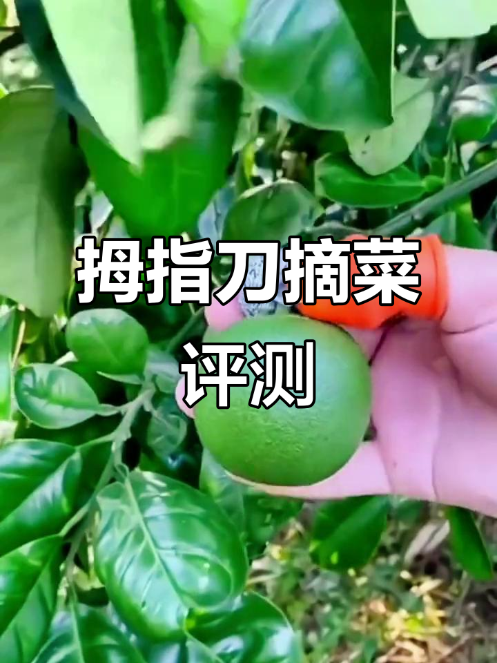 拇指刀摘菜神器测评,轻松搞定厨房工作