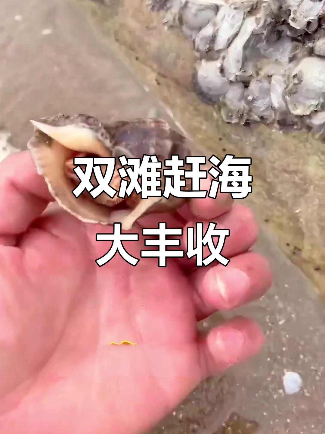 鲅鱼圈赶海攻略：白沙湾与仙人岛双体验，螃蟹花藓子等你抓