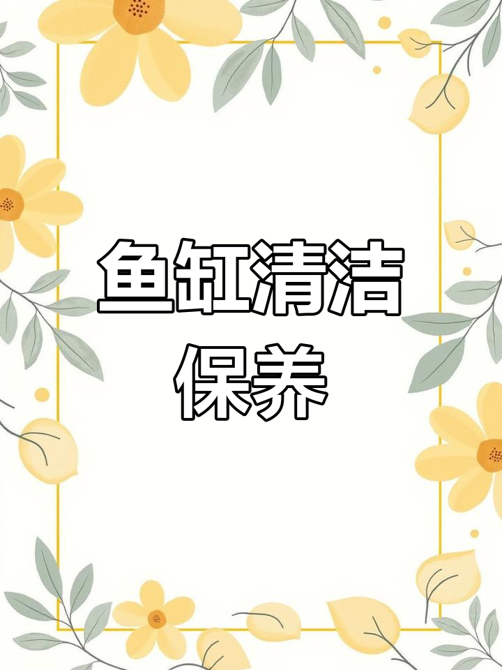 专业鱼缸清洗与维护服务