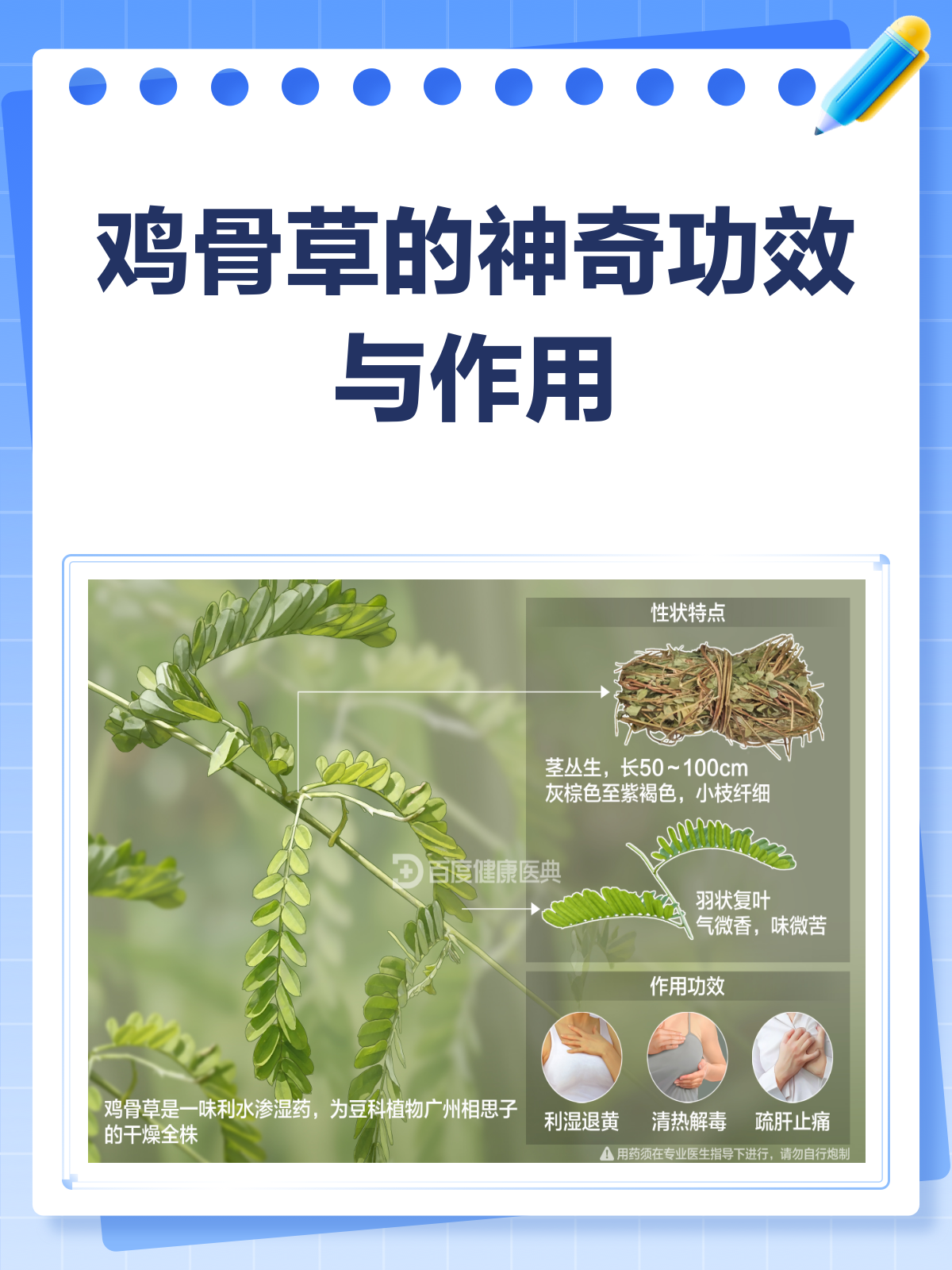 鸡骨草：清热利湿，养肝止痛的良药