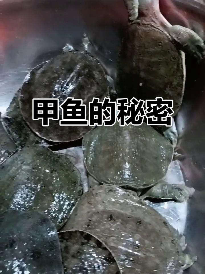 甲鱼:不是鱼的爬行珍品,了解它的独特生活习性