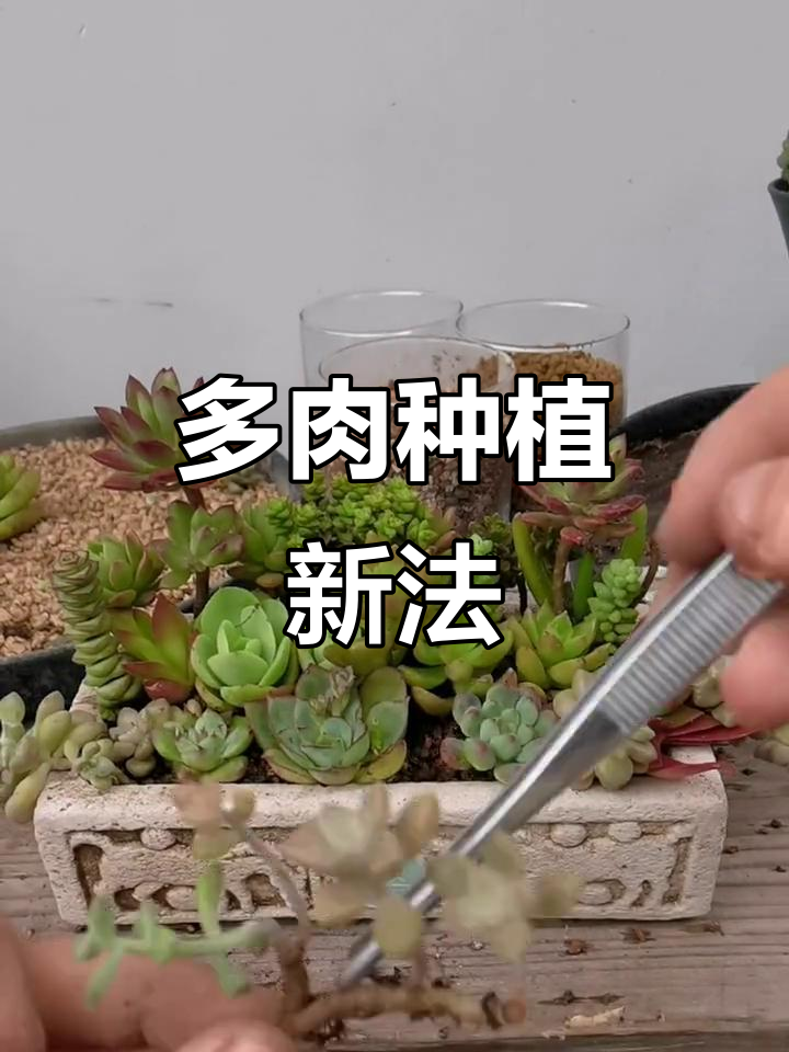 告别高价土,煤渣种多肉省钱又易活!