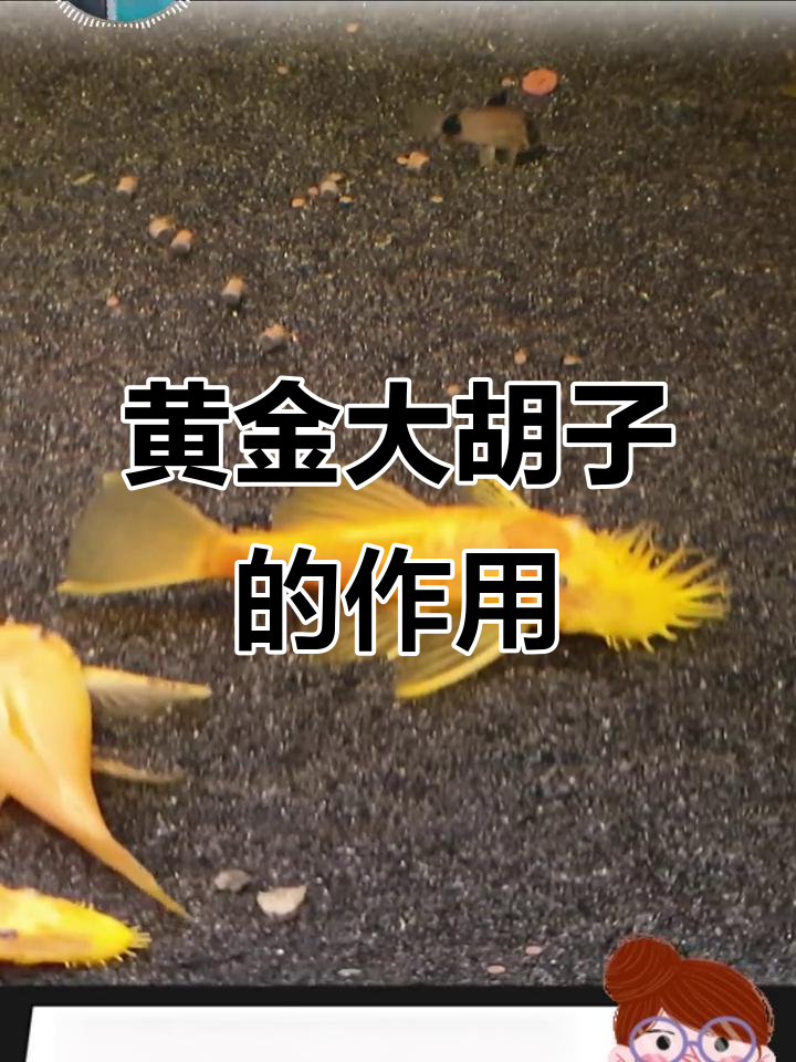 黄金大胡子:草缸除藻神器,呆萌又实用