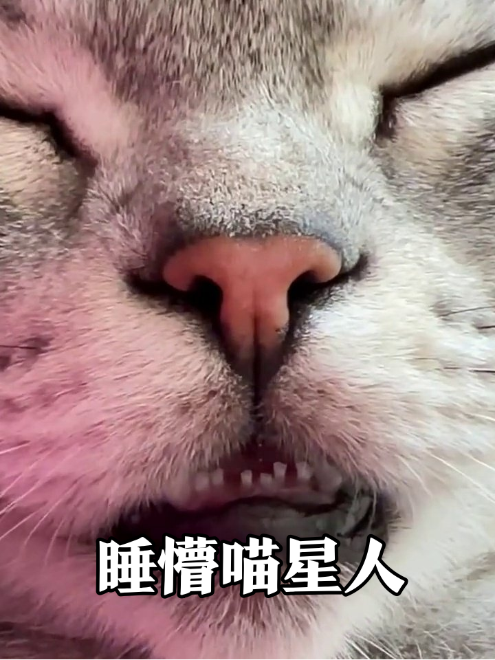 猫咪睡觉翻车现场!露齿憨笑像偷吃鱼,网友:这表情能做表情包