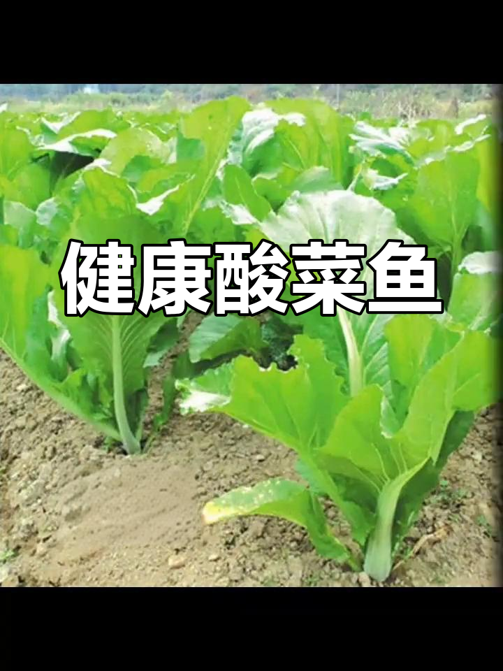 宽帮青菜酸菜鱼,健康食材轻松得