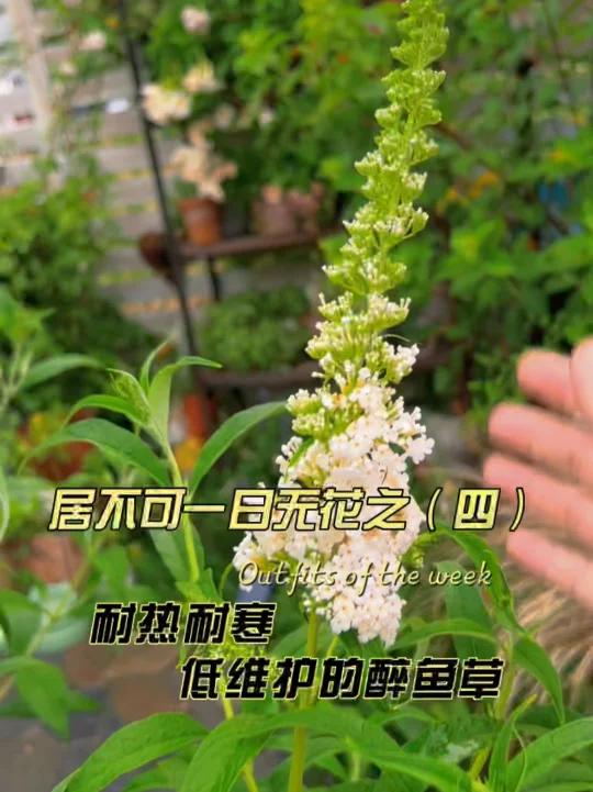 低维护耐寒耐热长势迅猛植物