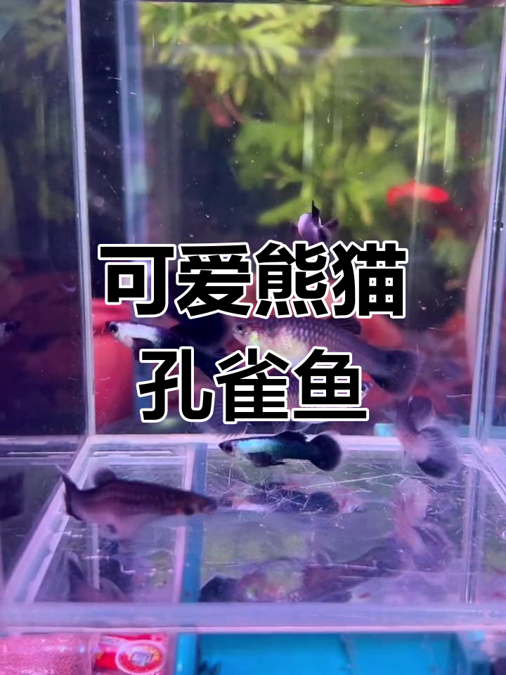 熊猫孔雀鱼:黑白相间的独特魅力