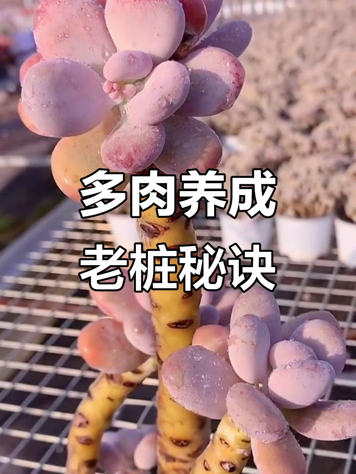 如何快速让多肉长成老桩？掌握三大技巧，轻松打造木质杆子