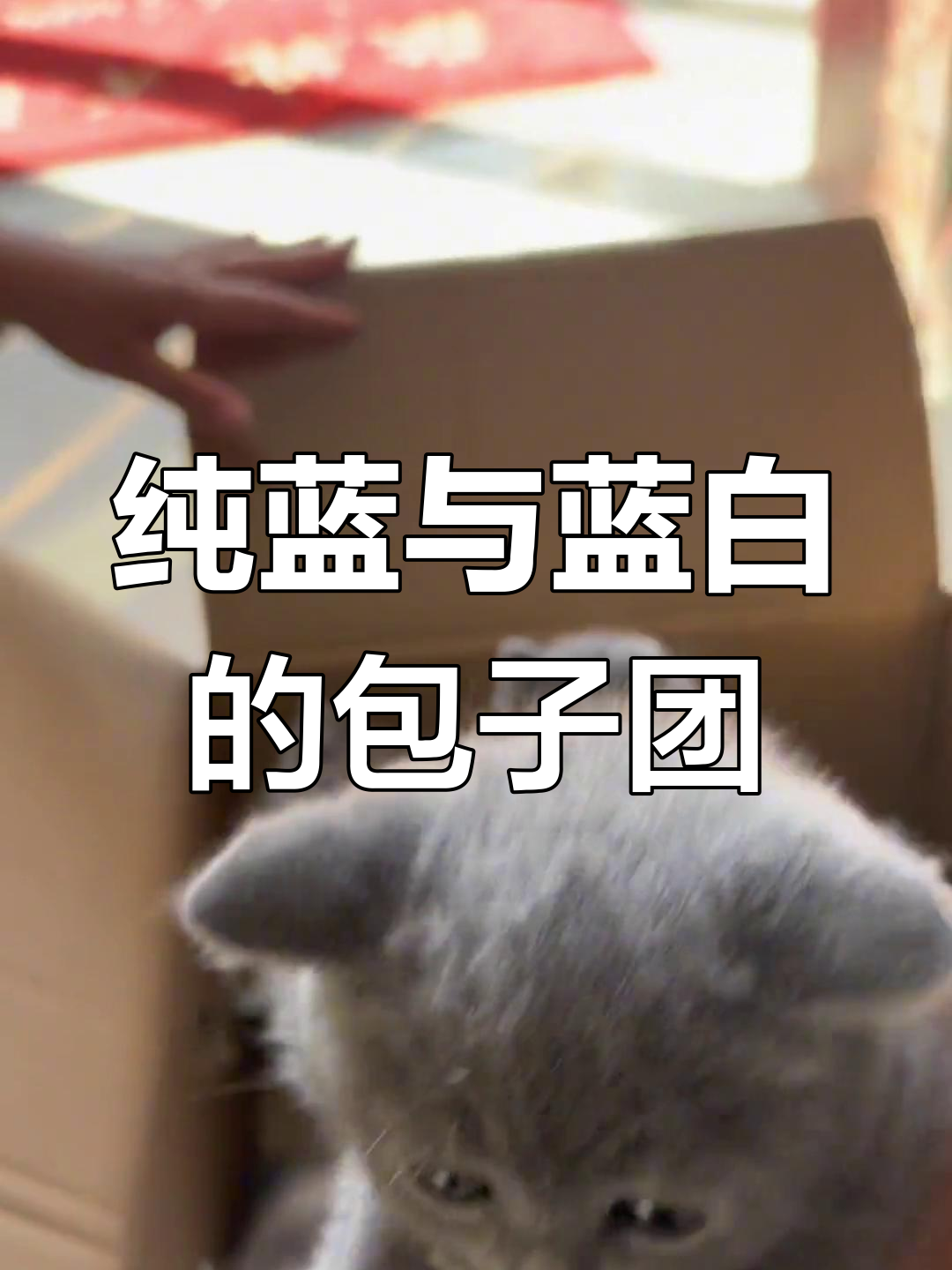 一窝蓝白萌宠,包子脸超可爱