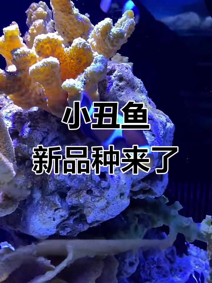 小丑鱼大揭秘,海洋馆新增种类等你来猜!