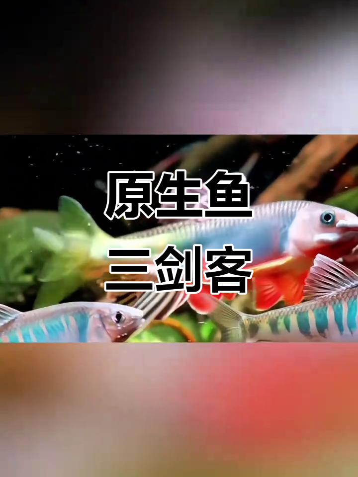 了解原生鱼三大品种:长鳍鱲、宽鳍猎与马口溪流缸