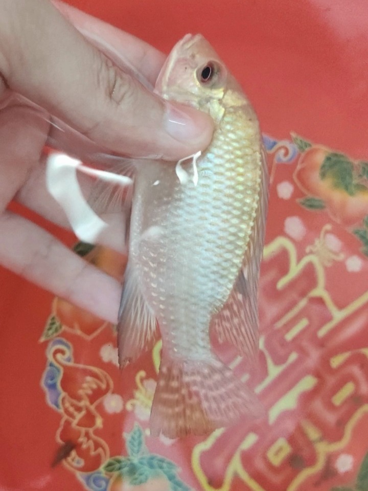 金色罗非鱼变色过程