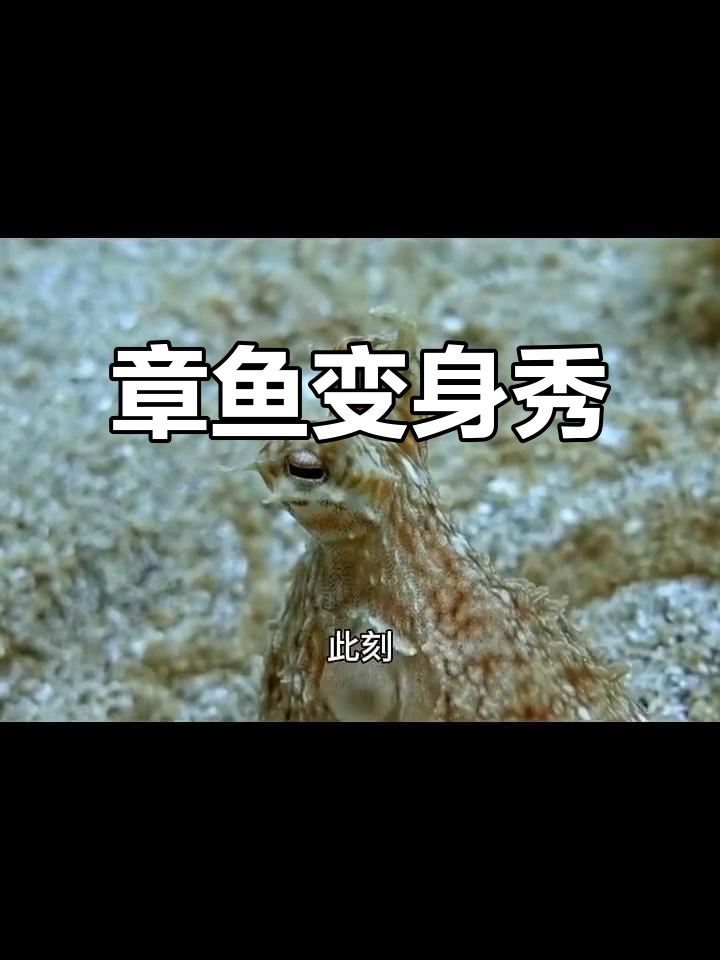 章鱼影帝的伪装与智慧，比目鱼的痴汉追逐大作战