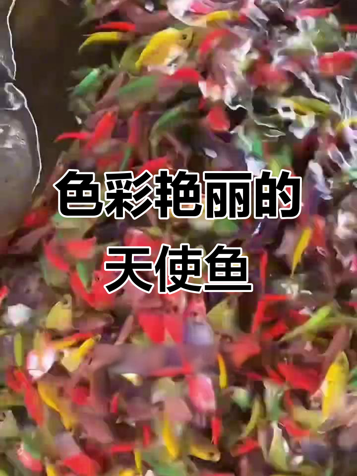 五彩天使鱼,皮实耐养,适合新手入门