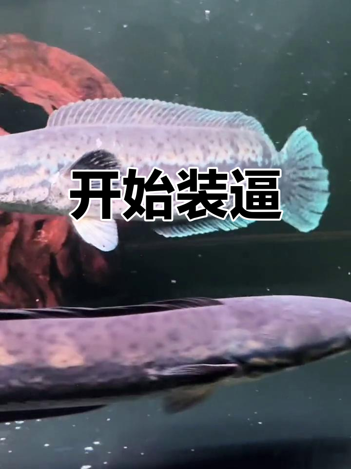 麦克雷龙鱼:装逼时刻
