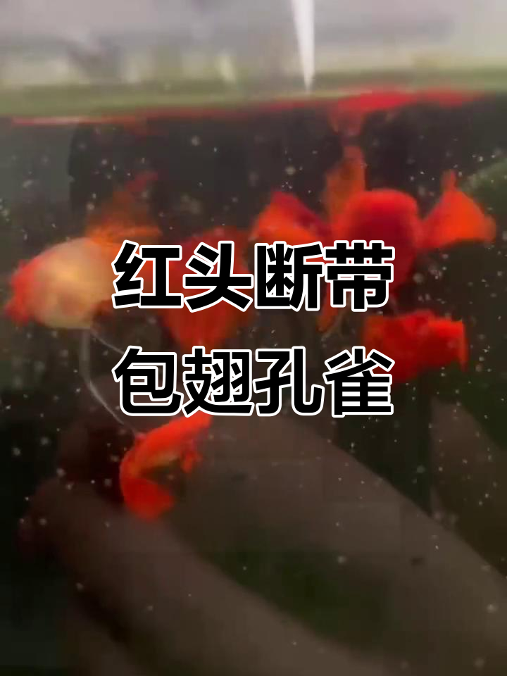 丰年虾怼出极品红头缎带孔雀鱼,超惊艳!