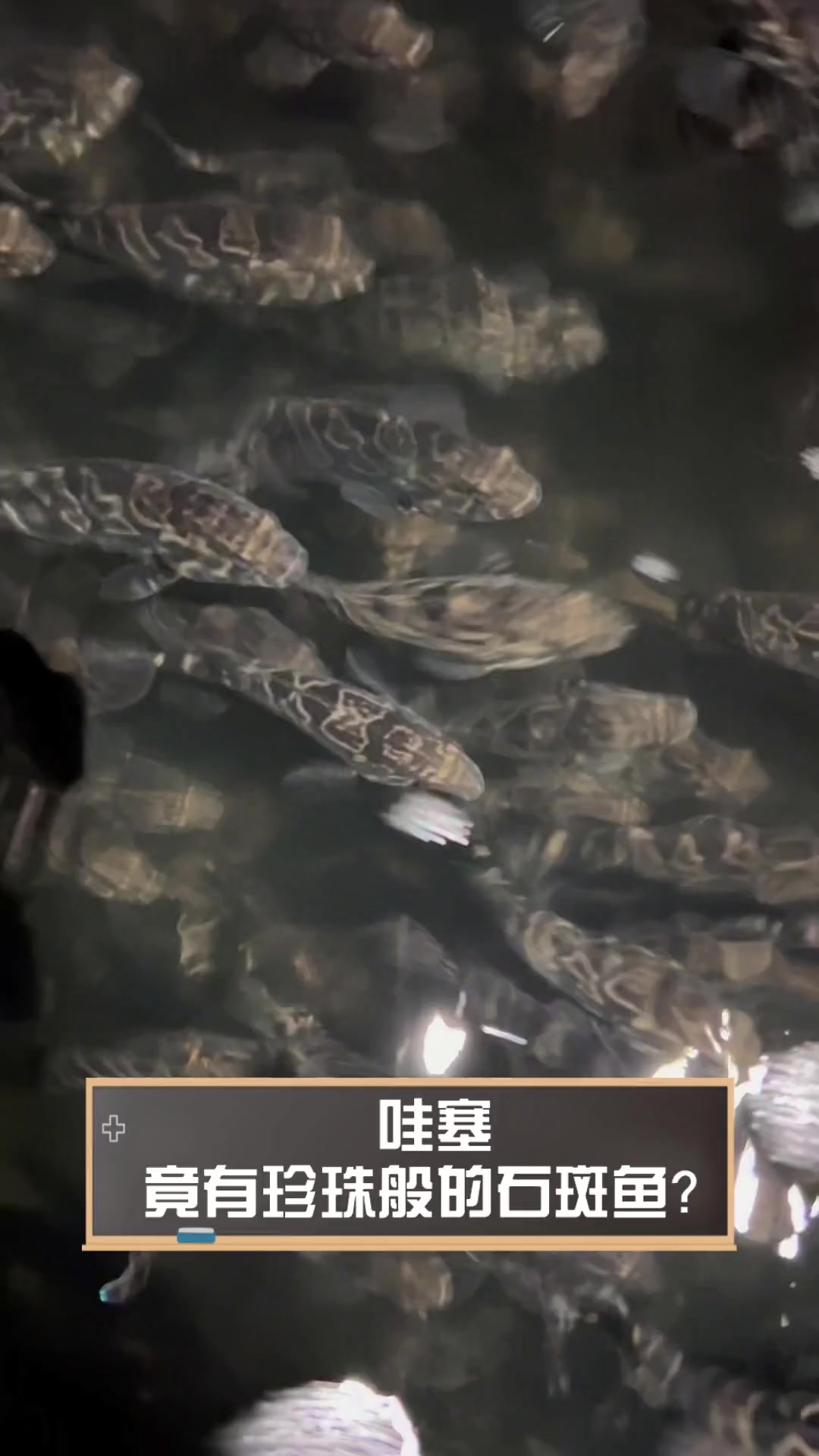 哇塞,竟有珍珠般的石斑鱼?