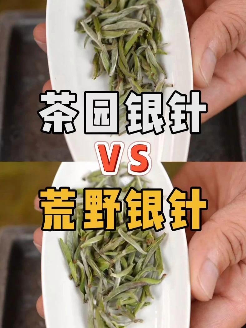 如何分辨荒野银针和茶园银针,记得晚上来直播间聊聊!茶知识 召唤茶友 福鼎白茶 白毫银针