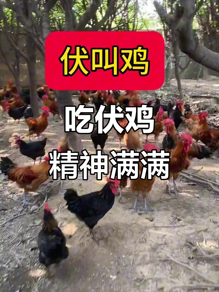 伏天吃雄鸡,精神焕发,气宇轩昂