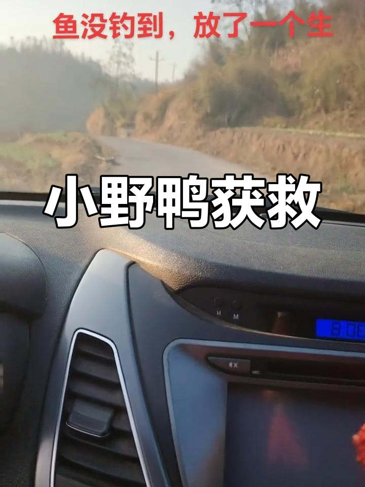 整个上午毫无收获,小野鸭闯入地笼,决定放它自由
