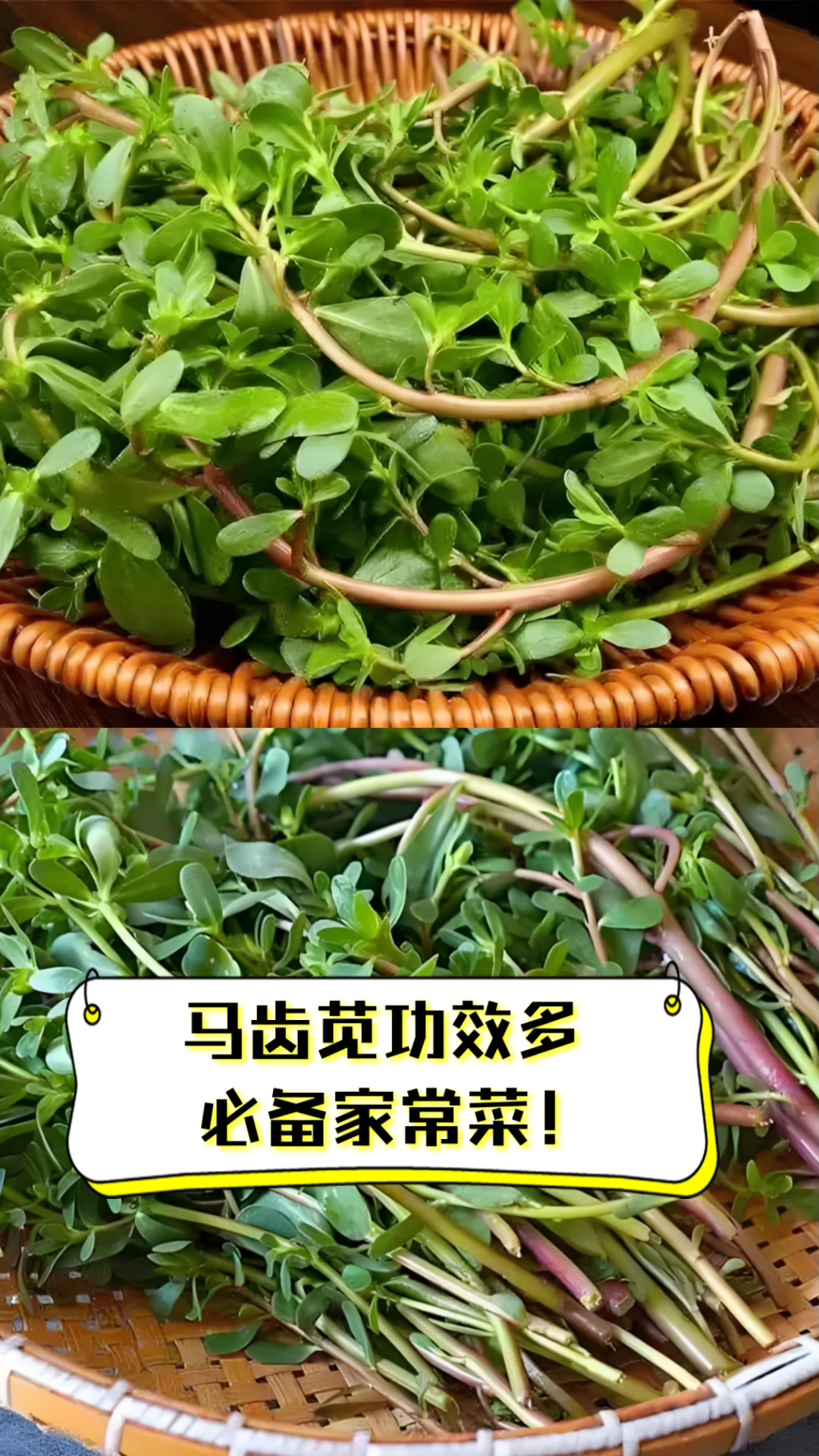 马齿苋功效多,必备家常菜!