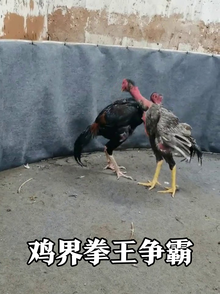 两只公鸡打疯了!鸡毛纷飞腿法了得,网友:鸡界卷王实锤