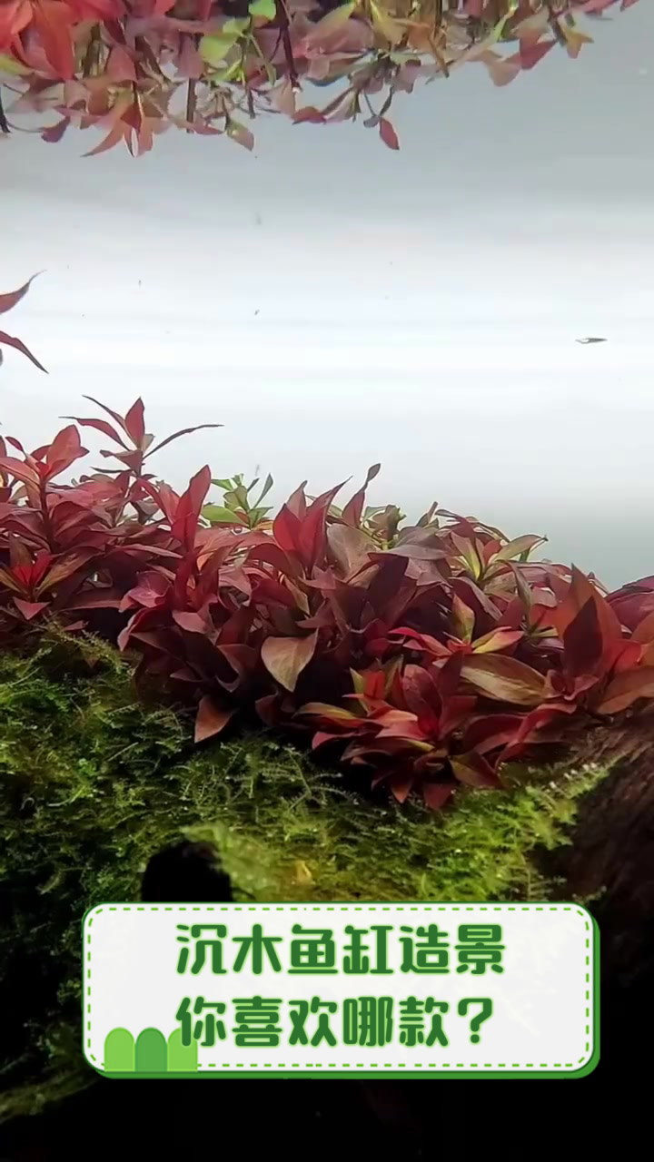 沉木鱼缸造景,你喜欢哪款?