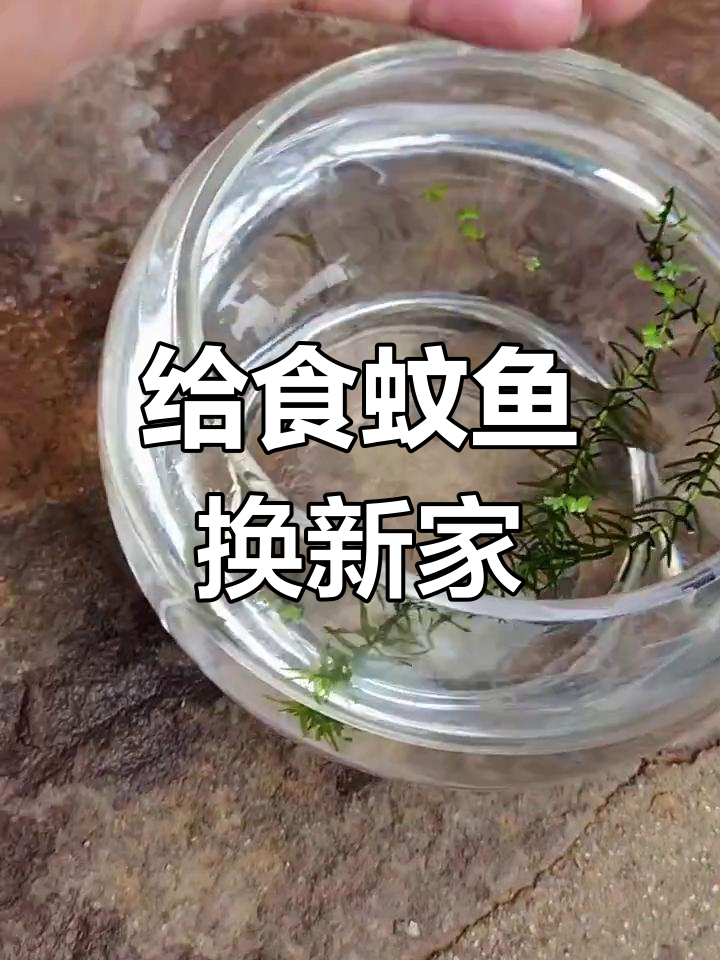 食蚊鱼环境改造,能否成功产仔?
