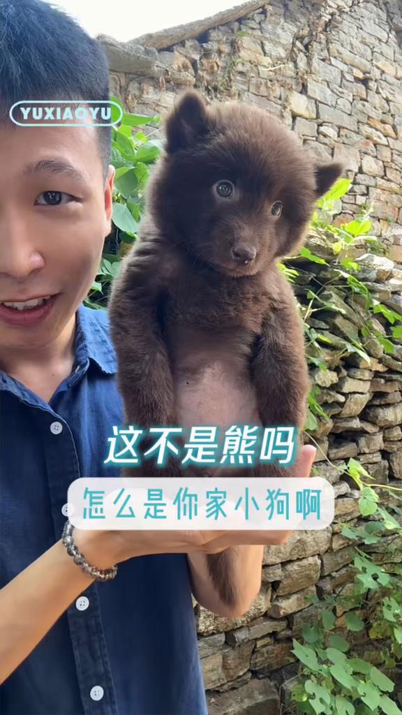 这个表情包居然是小狗吗
