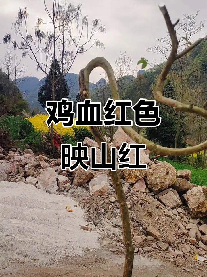 鸡血红弯杆映山红,抖音上的美丽风景