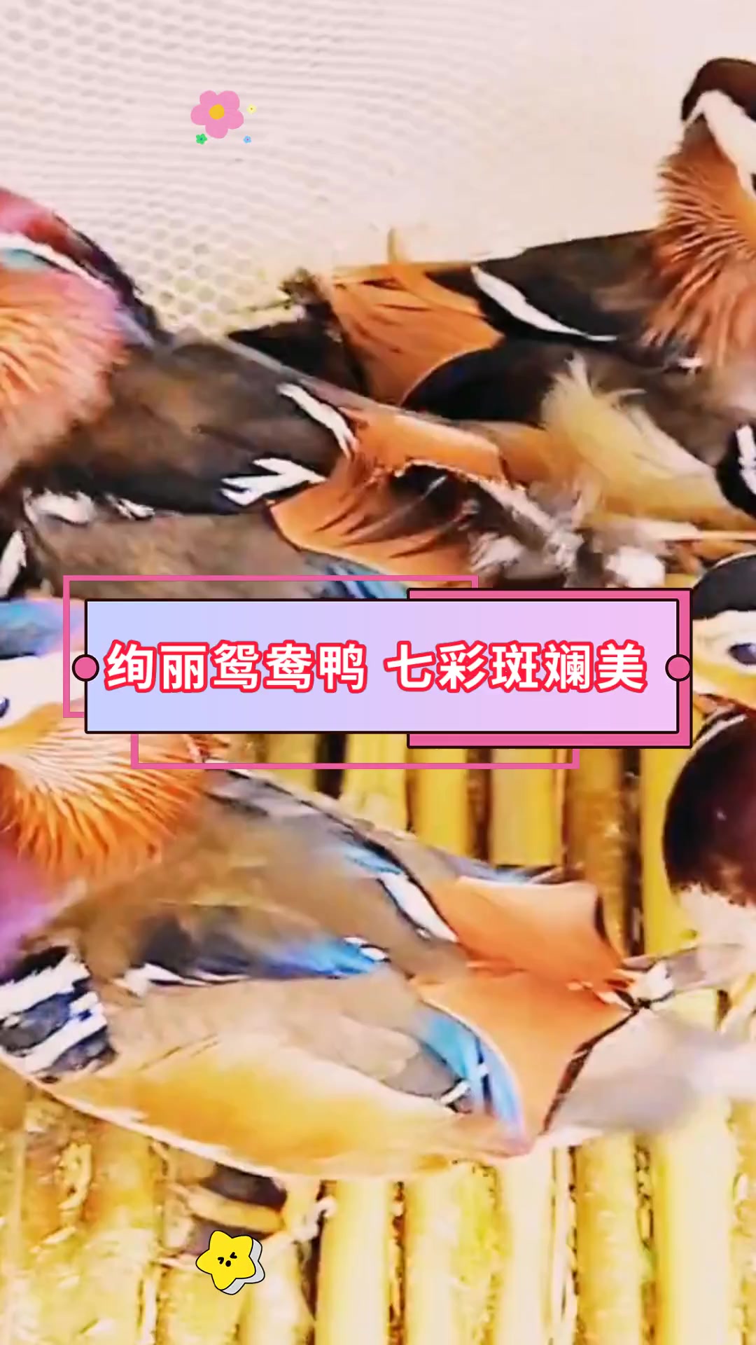 绚丽鸳鸯鸭 七彩斑斓美