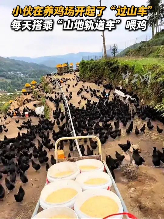 小伙在养鸡场开起了“过山车”,每天搭乘“山地轨道车”喂鸡