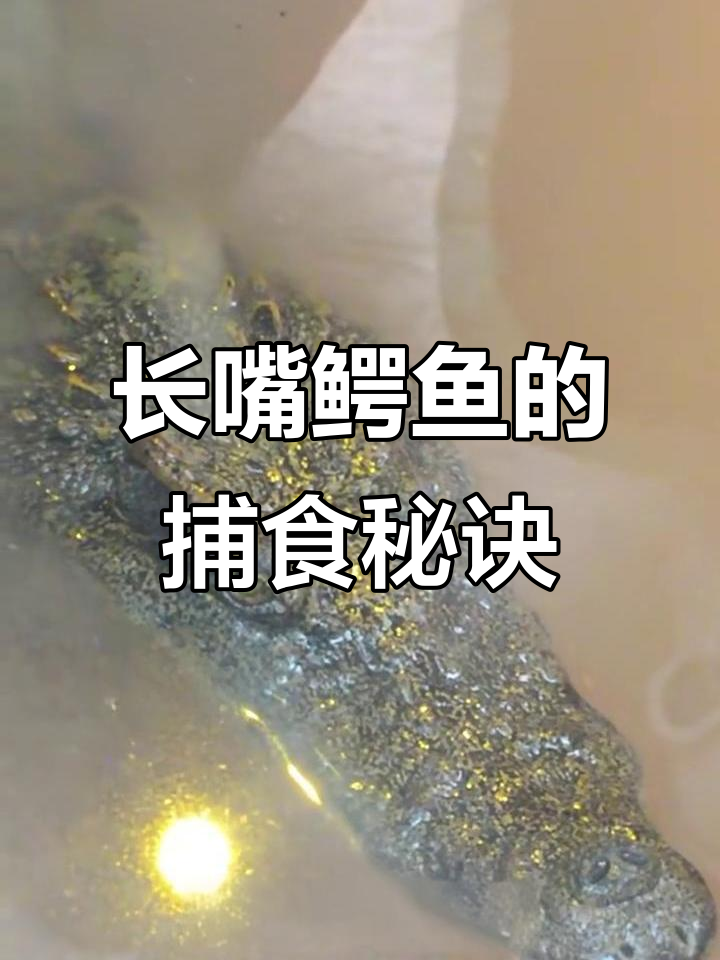 巨型鳄鱼的长嘴捕食技巧,如何锁定猎物?