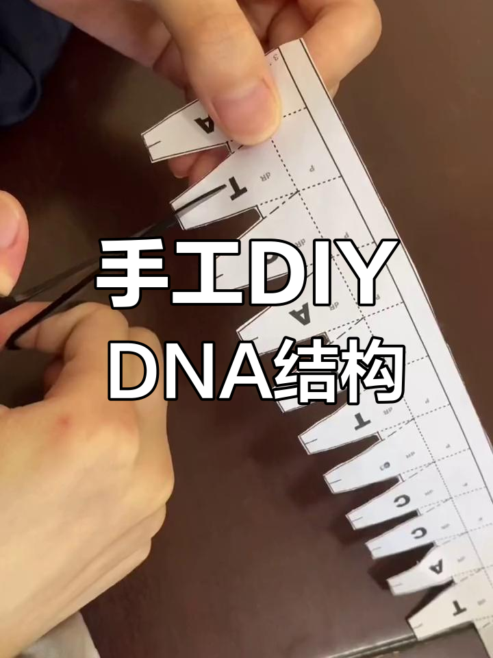 用纸制作DNA双螺旋模型