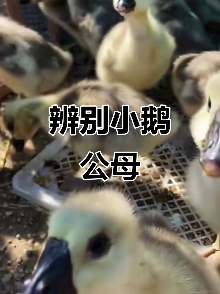 小鹅公母分辨技巧,一看就懂!