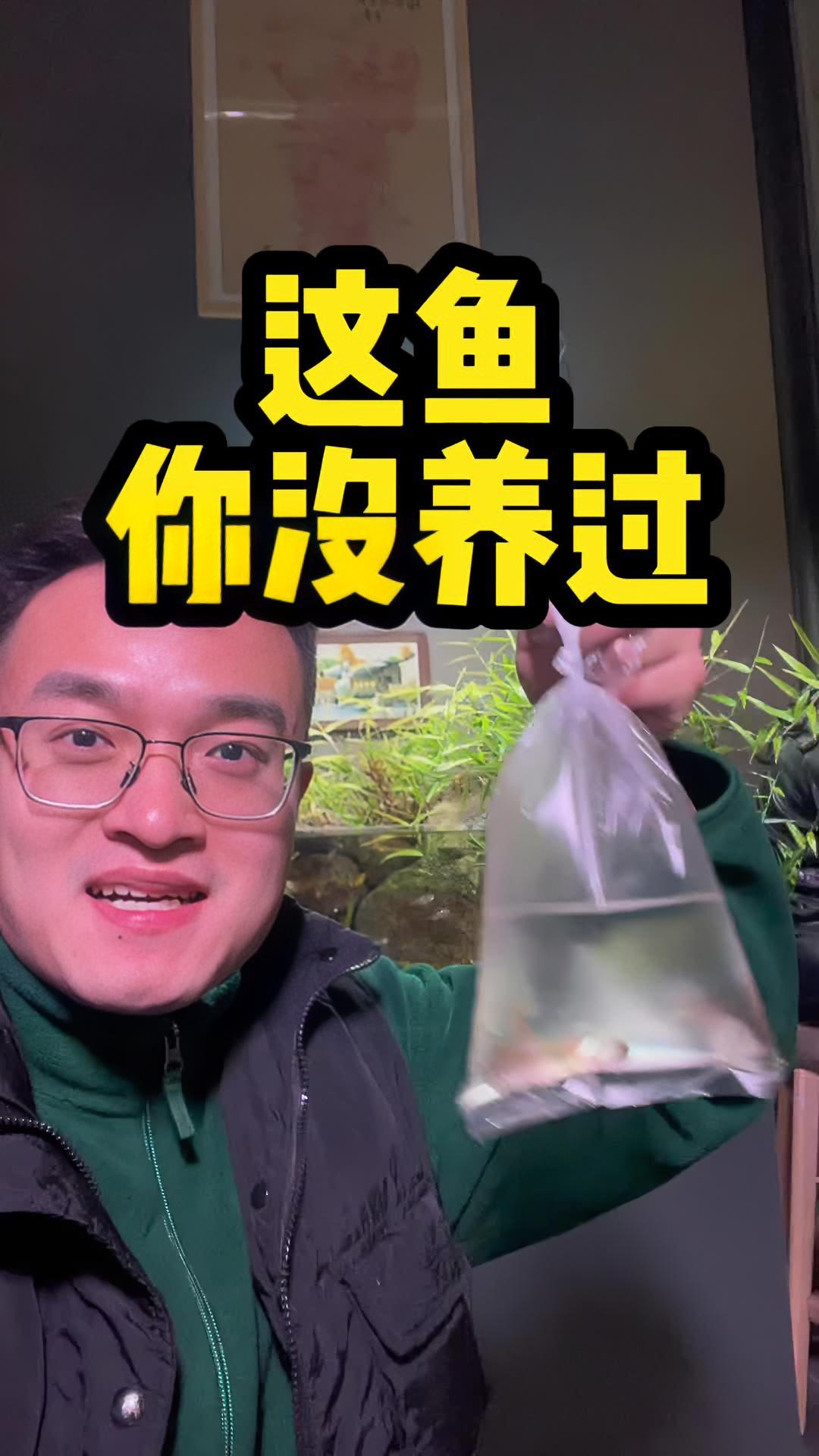 这鱼是真的皮实到不行~ 养鱼日记 鱼缸 水族