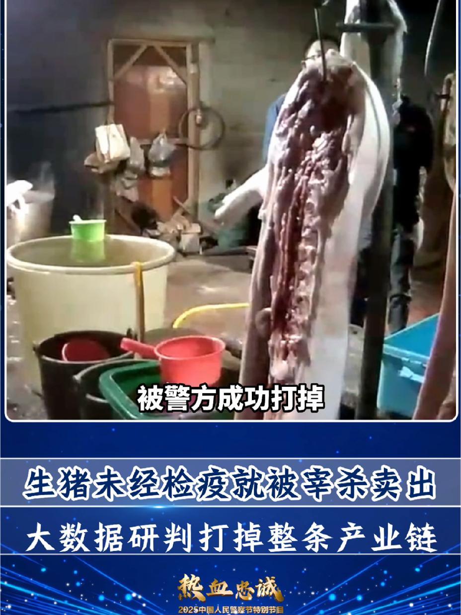 「生猪未经检疫就被宰杀卖出 大数据研判打掉整条产业链」这天凌晨3点,在浙江杭州一偏远山区的