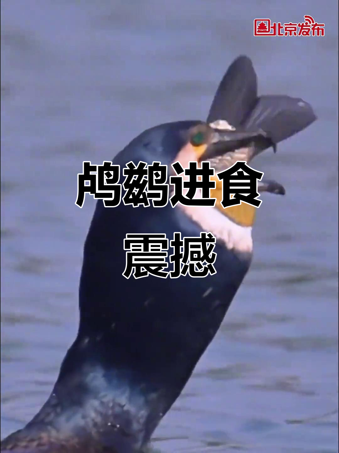鸬鹚吞鱼,食管如巨管般惊人!