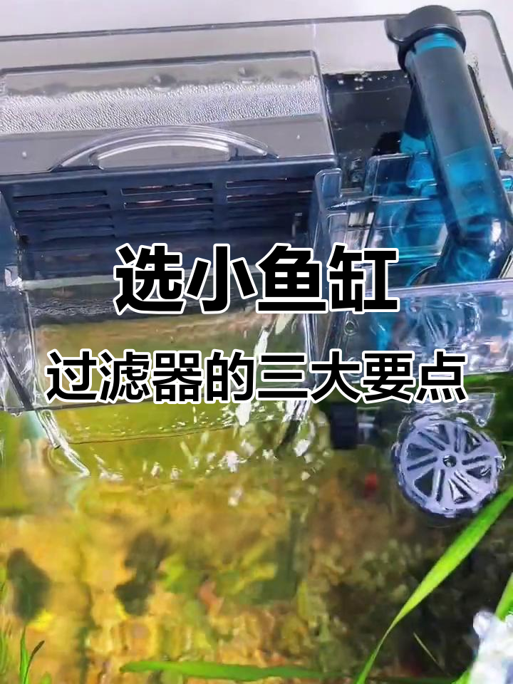 小鱼缸过滤器选这三点,静音又高效