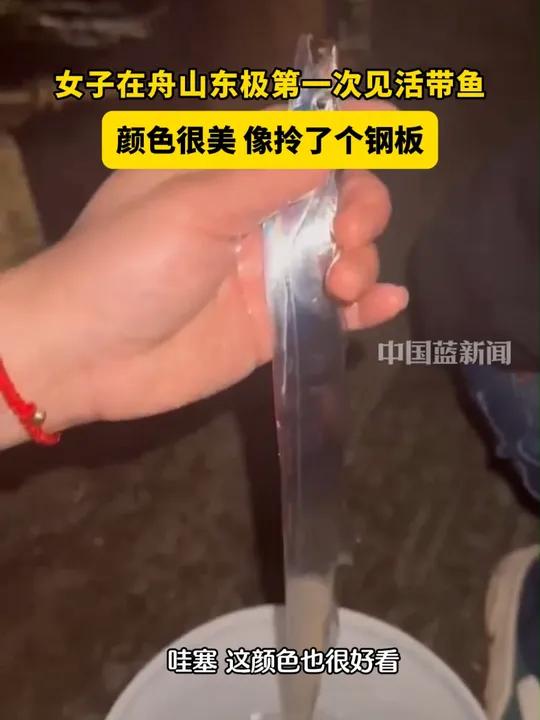 女子在舟山东极第一次见活带鱼,颜色很美,像拎了个钢板