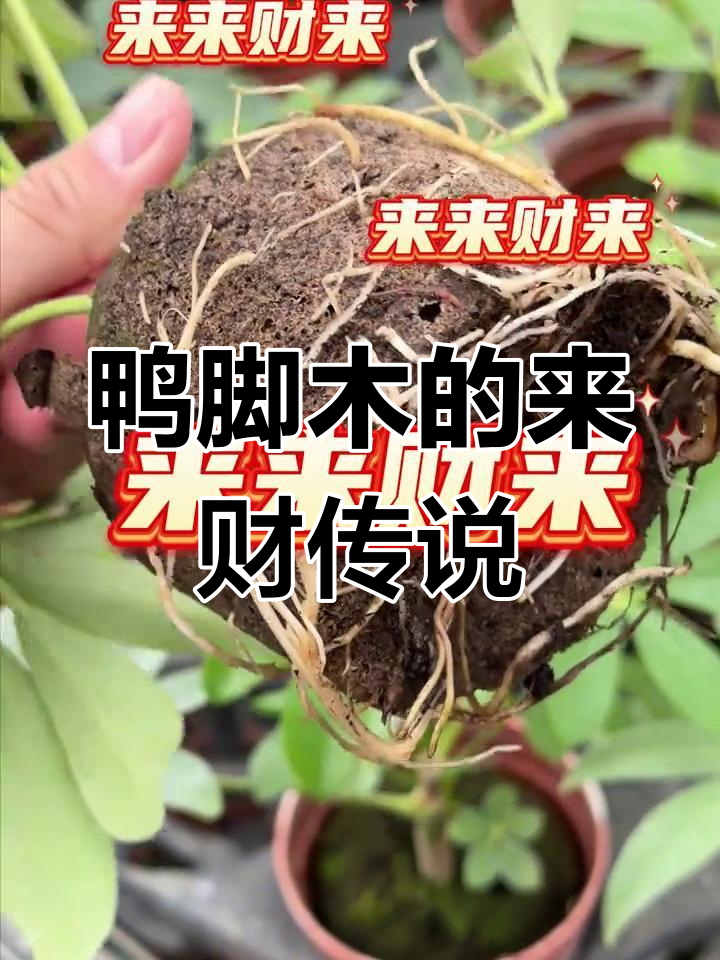 鸭脚木的别名竟然是“八方来财”?