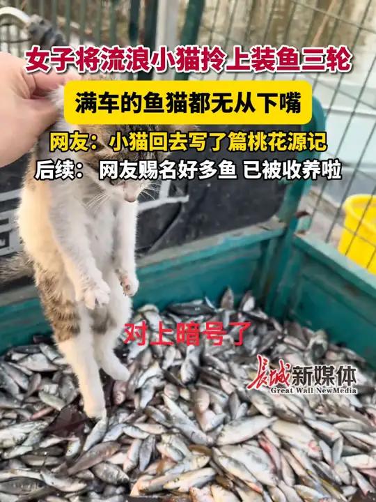 女子将流浪小猫拎上装鱼的三轮车,满车的鱼小猫都无从下嘴。网友:小猫回去写了篇桃花源记。后续