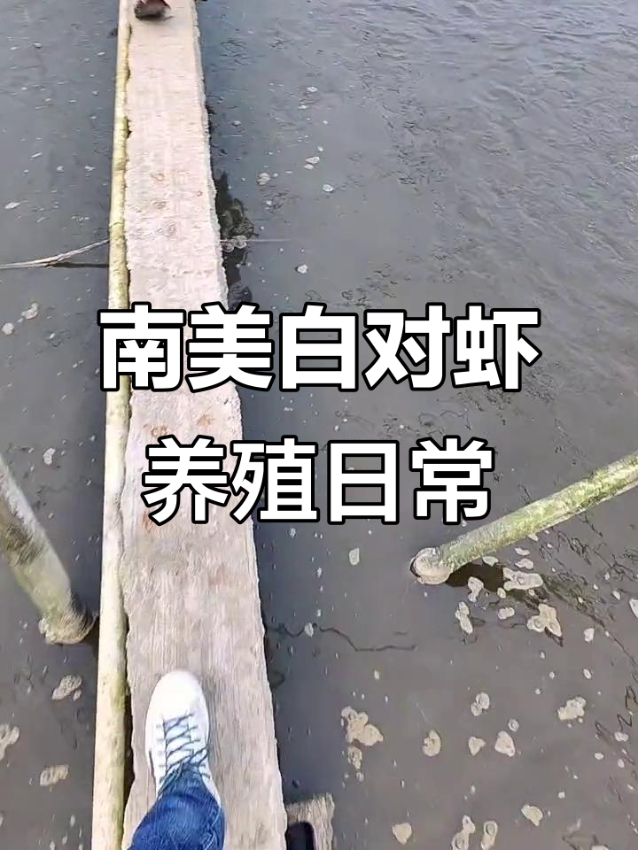 南美白对虾养殖基地揭秘:从喂食到收获全过程