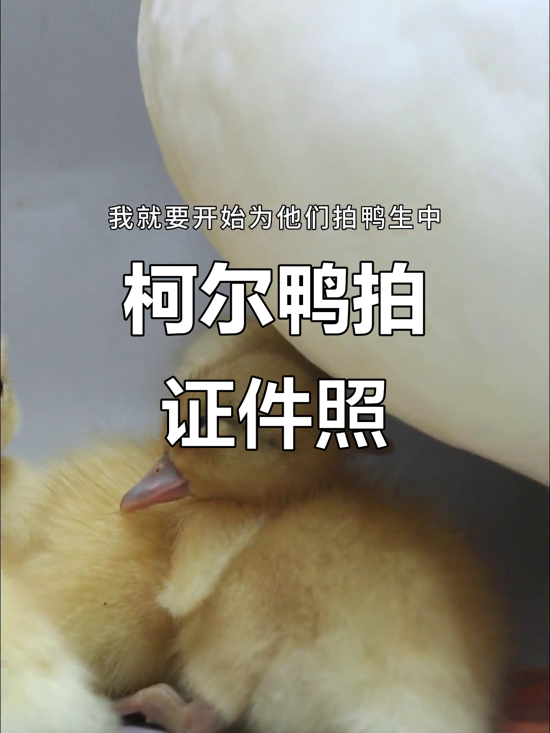 小鸭子证件照拍摄,鸭妈守护萌态十足