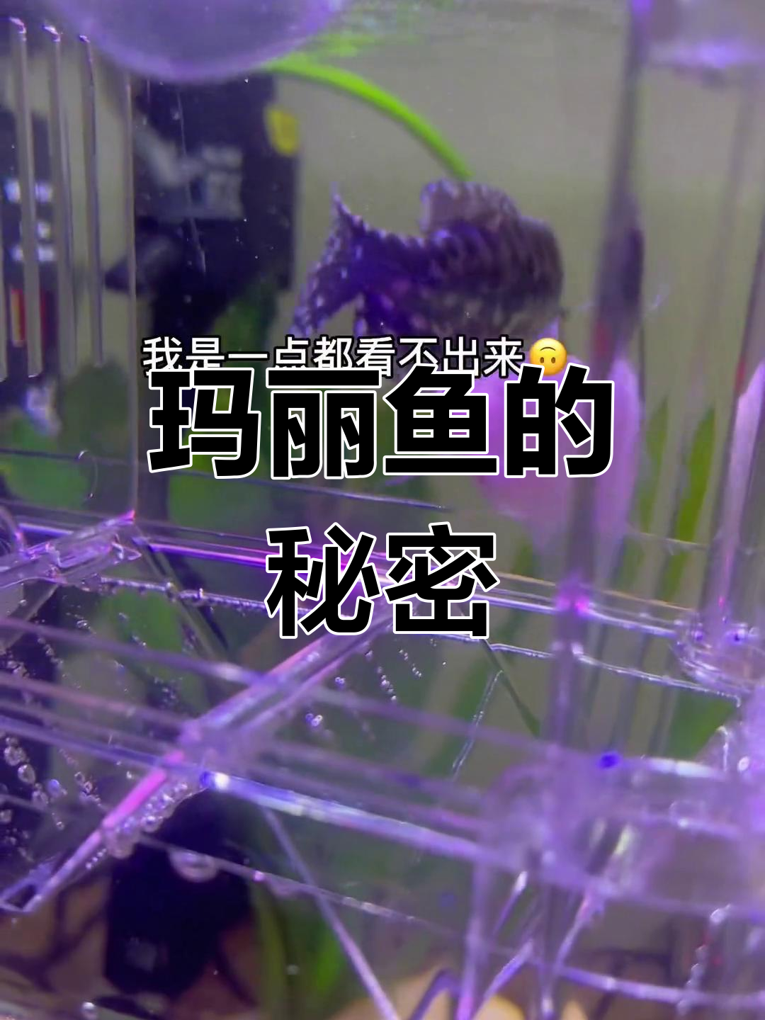 玛丽鱼频繁吐泡泡,难道是怀孕了吗?