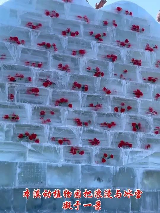 本溪动植物园把浪漫与冰雪凝于一景，快来打卡这份冬日限定的美好～