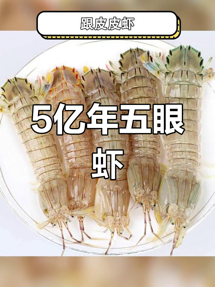 五亿年前拥有五只眼睛的虾,竟是节肢动物的过渡型物种