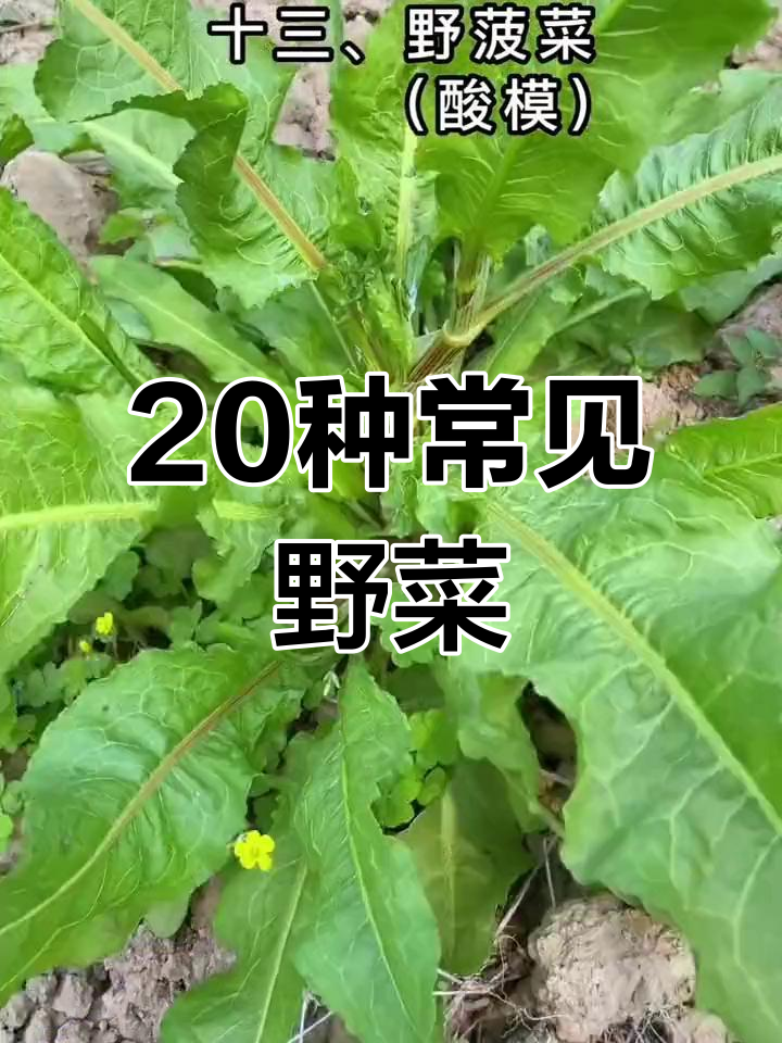 农村常见20种野菜,看看你认识几种?